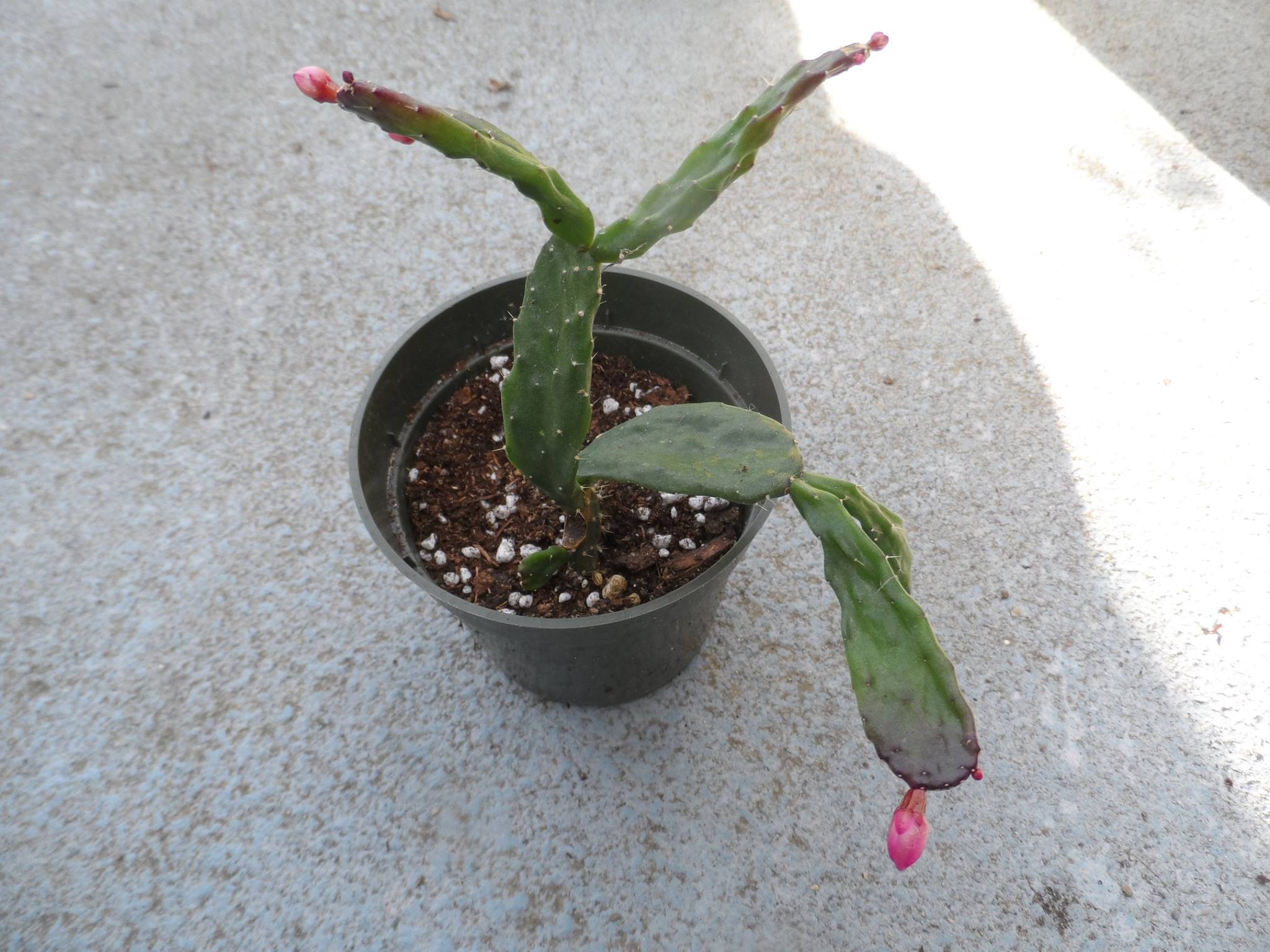http://www.cloudjungle.com/cloudjungle/cactaceae/schlumbergera/Schlumbergera opuntioides 121716-2.jpg